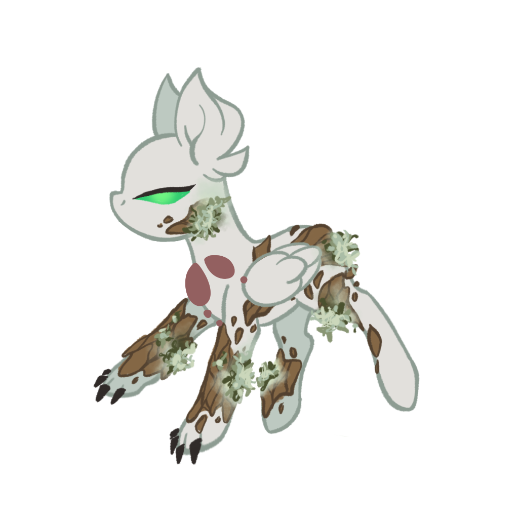 Lichen Flora